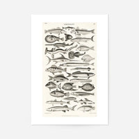 Fish Chart Vintage Antique Print