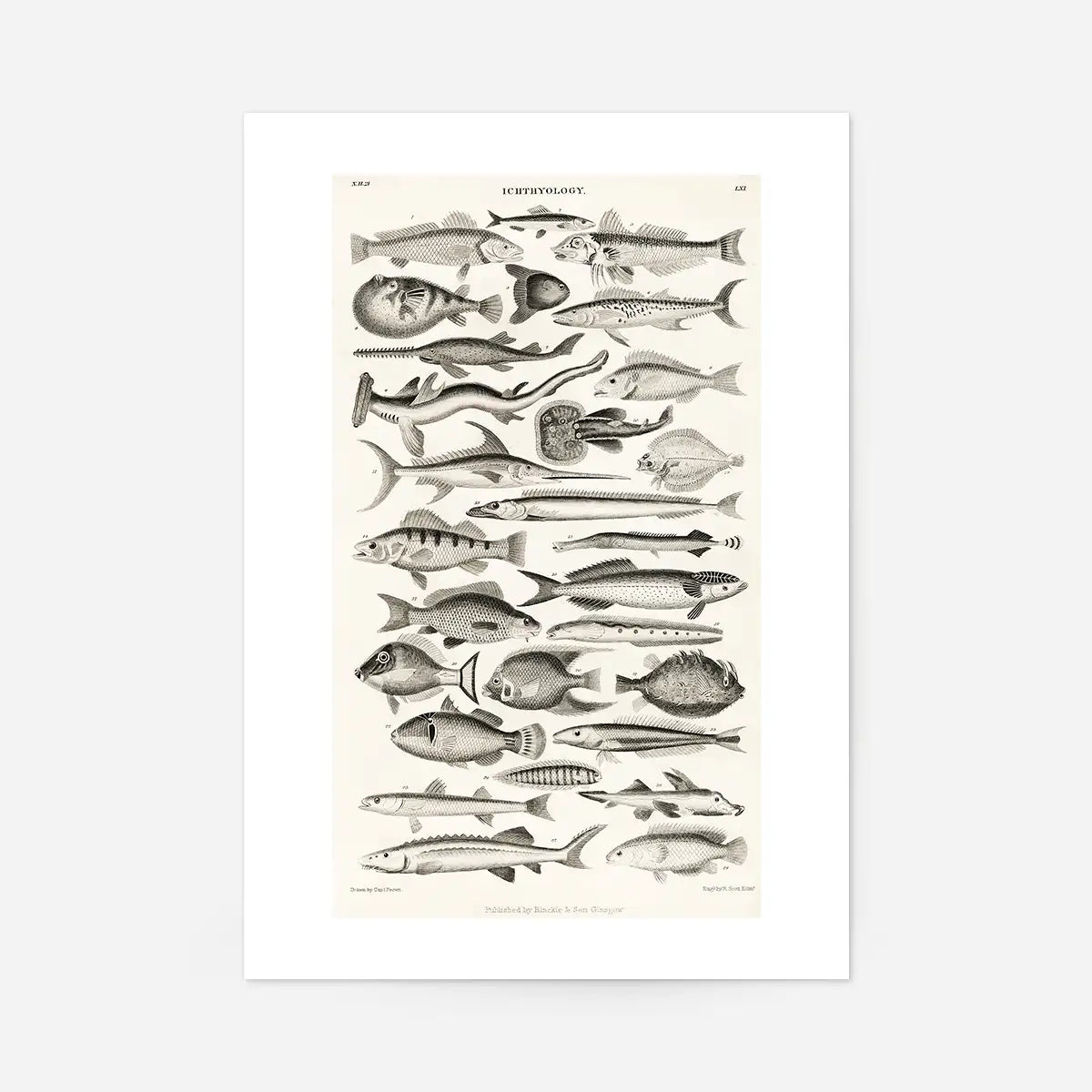 Fish Chart Vintage Antique Print