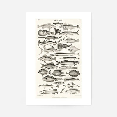 Fish Chart Vintage Antique Print