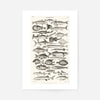 Fish Chart Vintage Antique Print