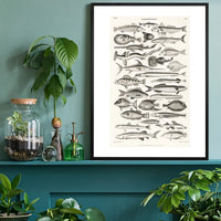 Fish Chart Vintage Antique Print