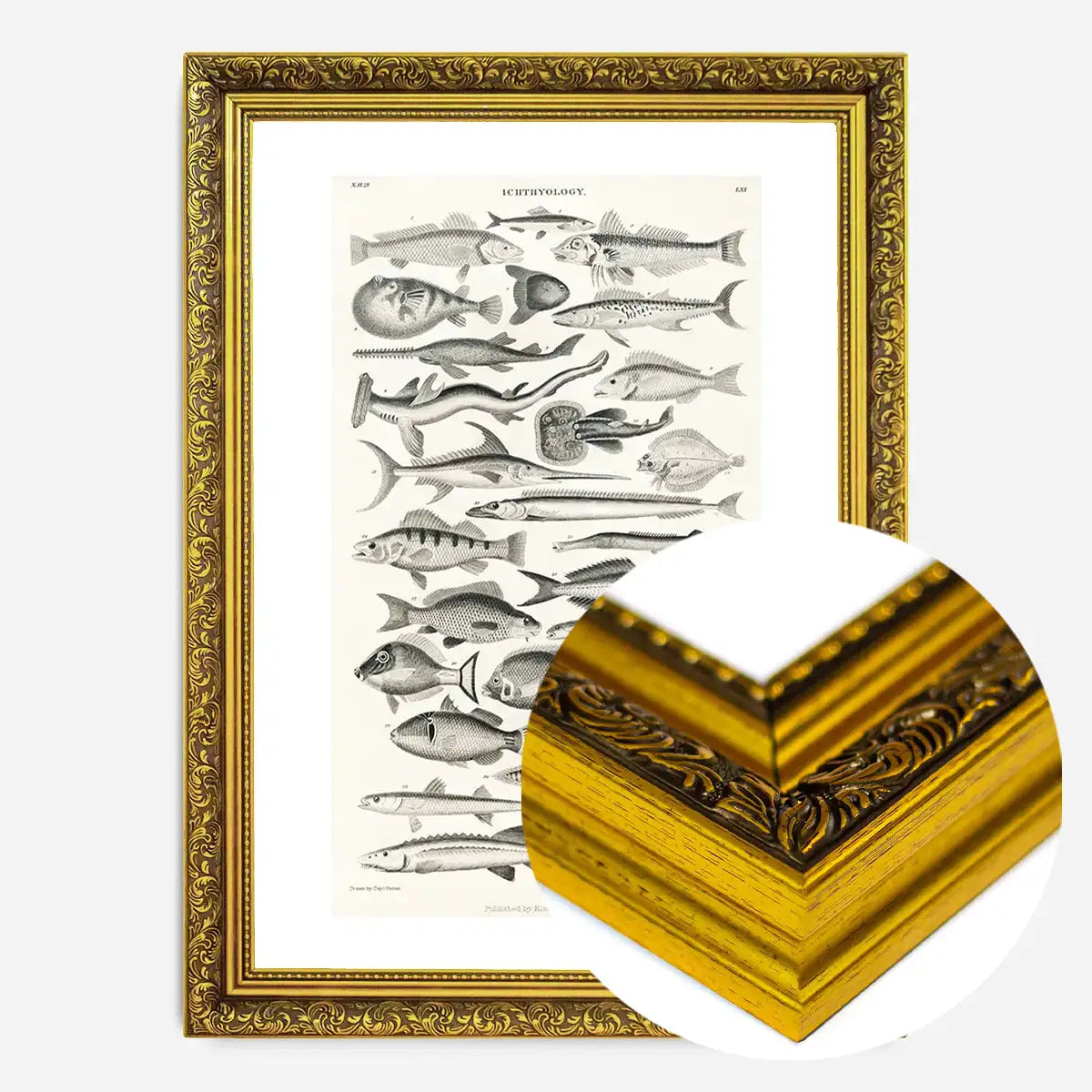 Fish Chart Vintage Antique Print