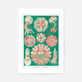 Print Only