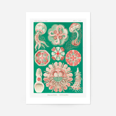 Jellyfish Green and Pink Vintage Antique Print