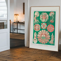 Jellyfish Green and Pink Vintage Antique Print