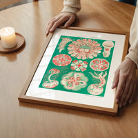 Jellyfish Green and Pink Vintage Antique Print