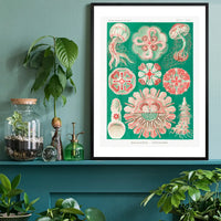 Jellyfish Green and Pink Vintage Antique Print