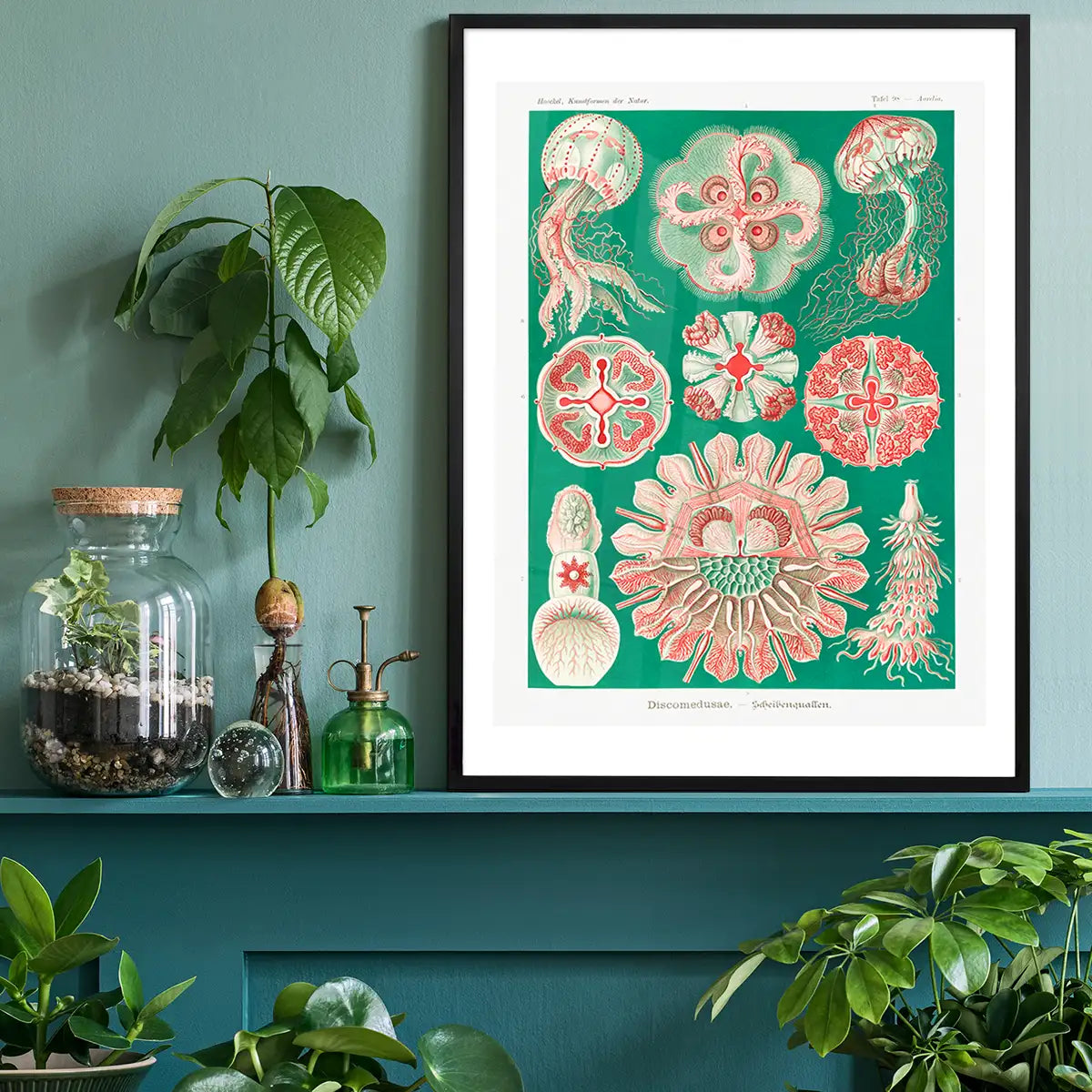 Jellyfish Green and Pink Vintage Antique Print
