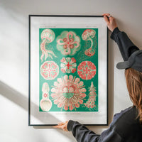 Jellyfish Green and Pink Vintage Antique Print