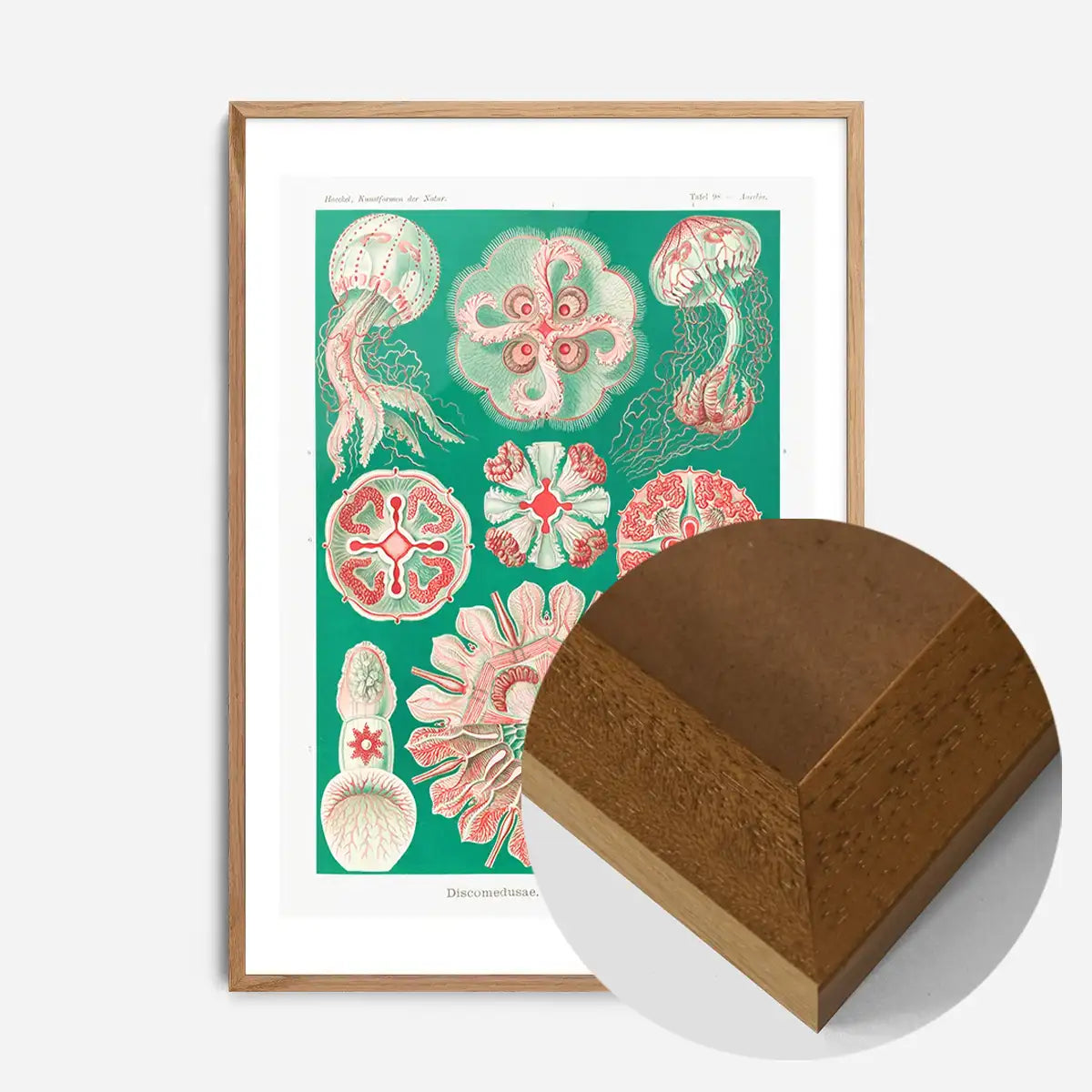 Jellyfish Green and Pink Vintage Antique Print
