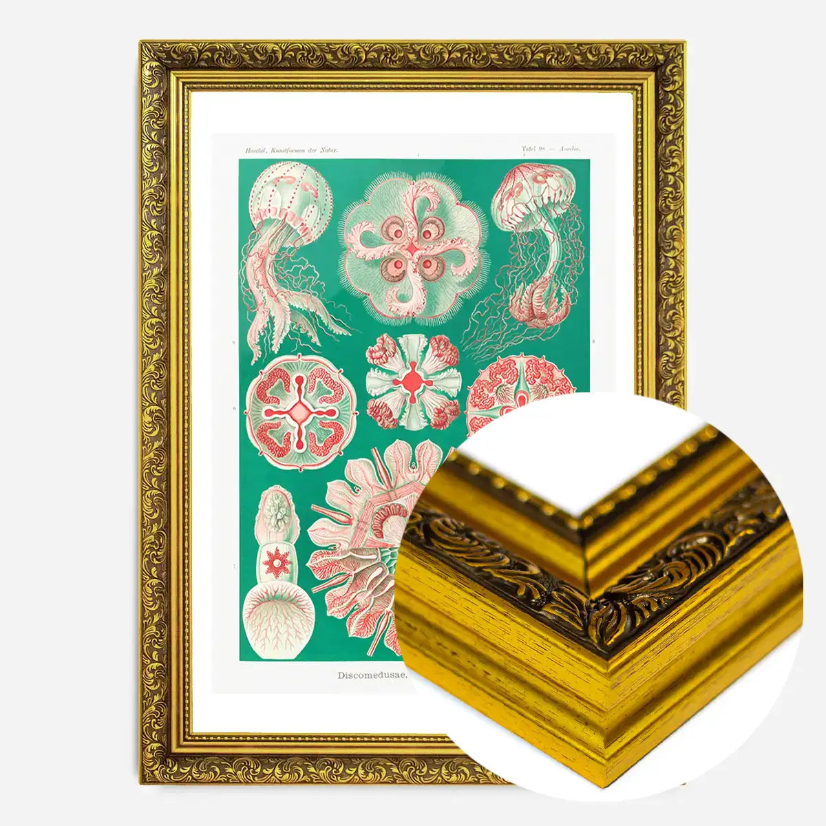 Jellyfish Green and Pink Vintage Antique Print