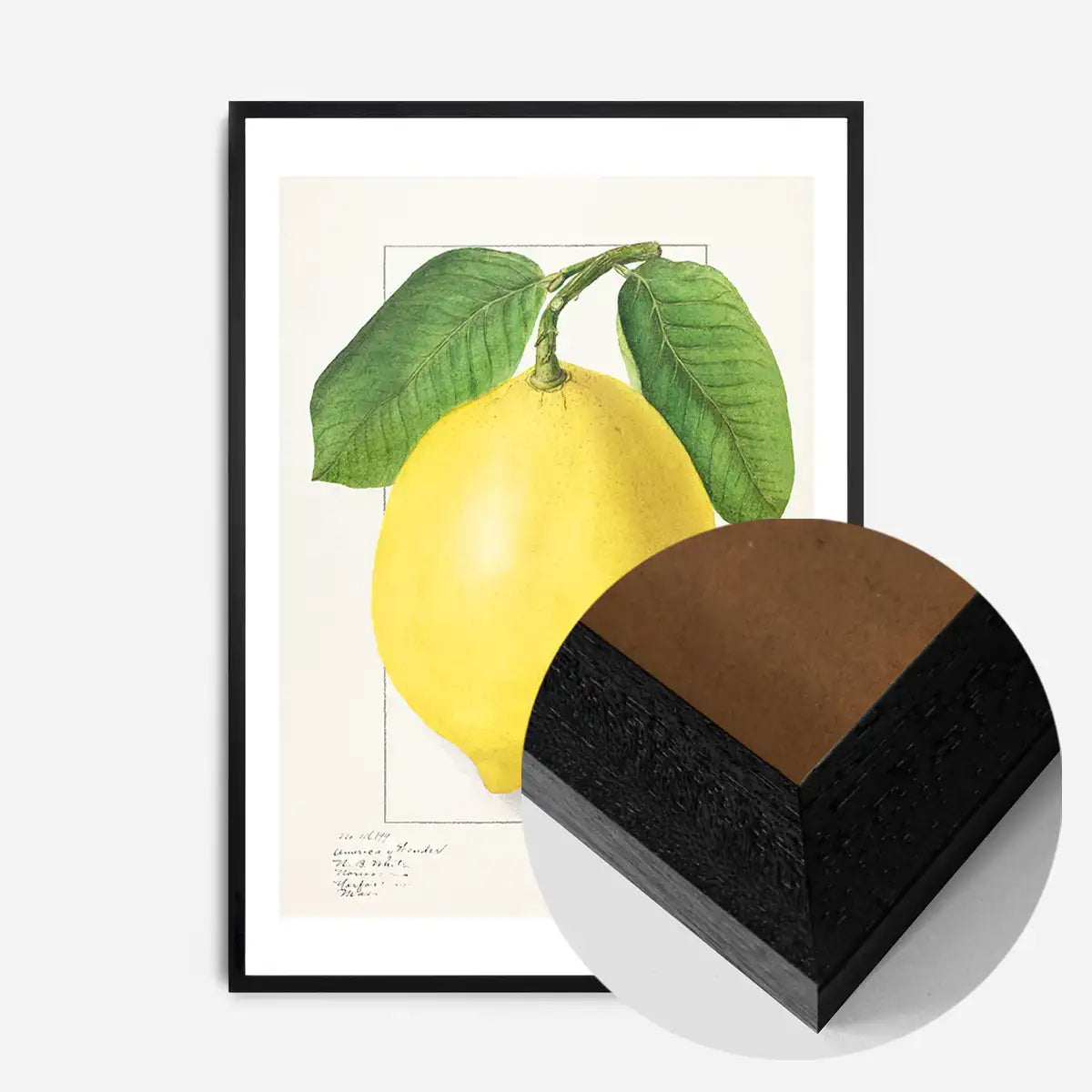 Large Lemon Vintage Antique Print