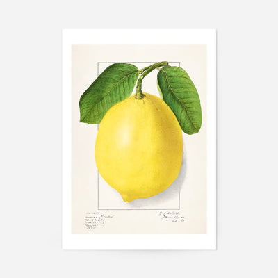Large Lemon Vintage Antique Print