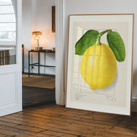 Large Lemon Vintage Antique Print