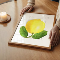 Large Lemon Vintage Antique Print