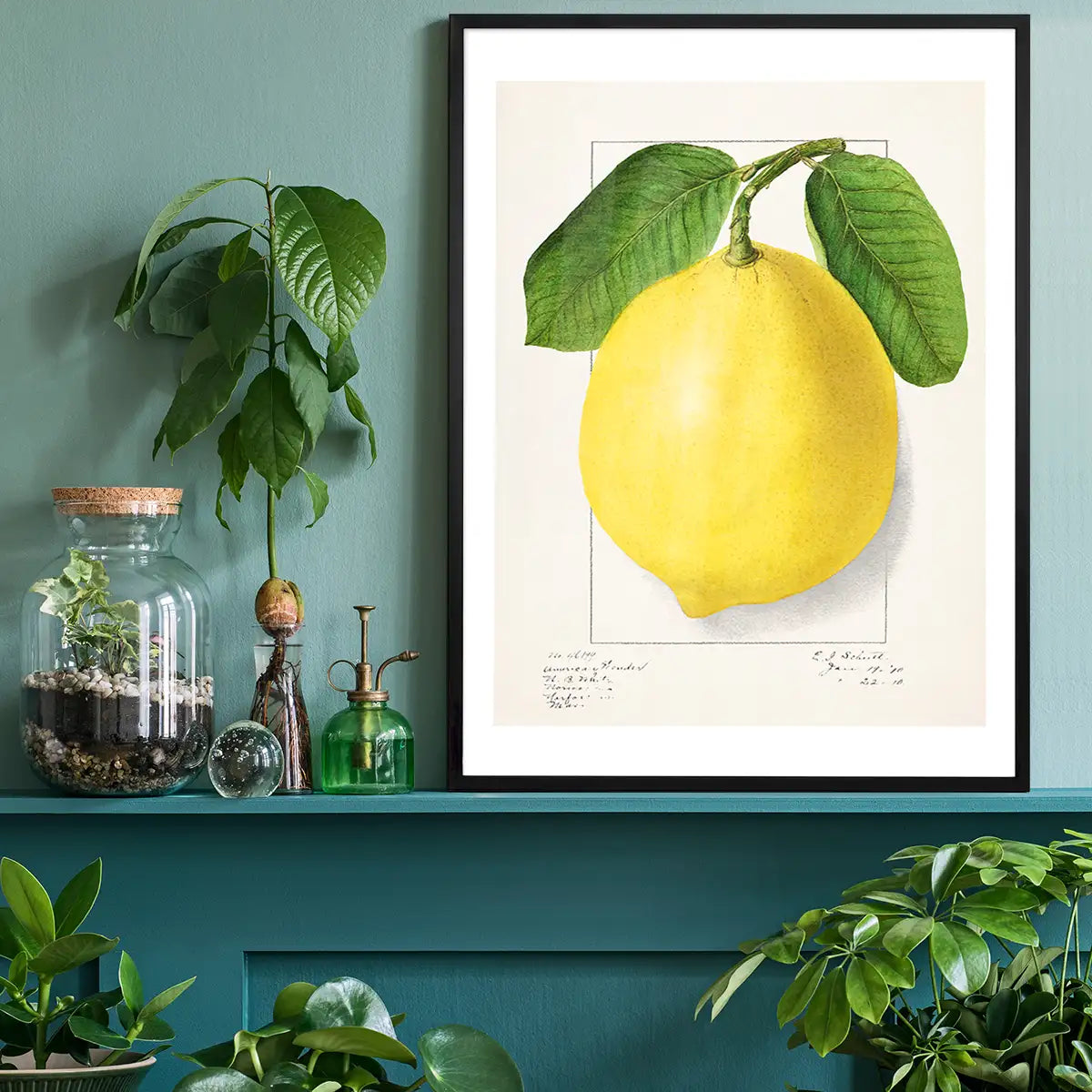 Large Lemon Vintage Antique Print