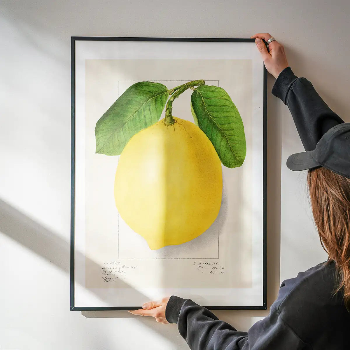 Large Lemon Vintage Antique Print