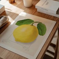 Large Lemon Vintage Antique Print