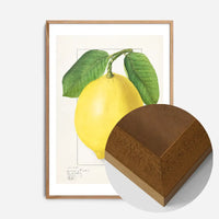 Large Lemon Vintage Antique Print