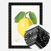 Large Lemon Vintage Antique Print