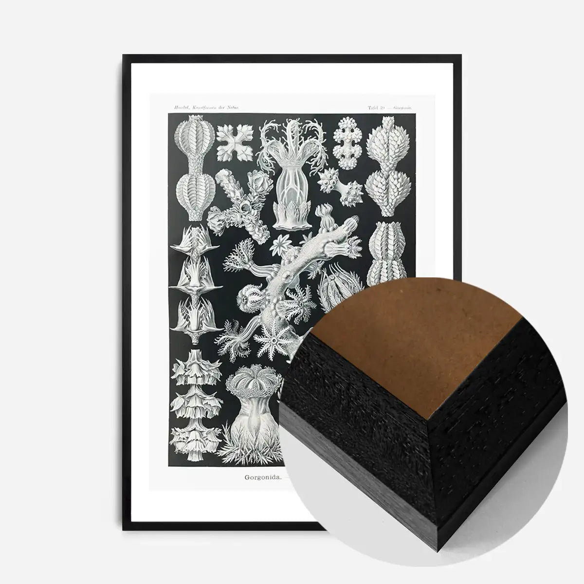Corals Black and White Antique Print