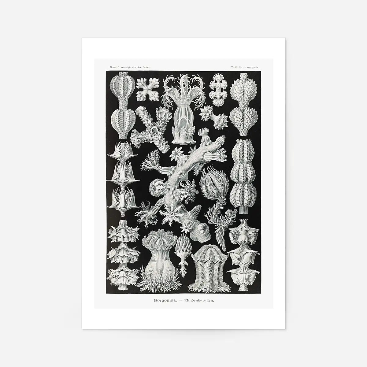Corals Black and White Antique Print