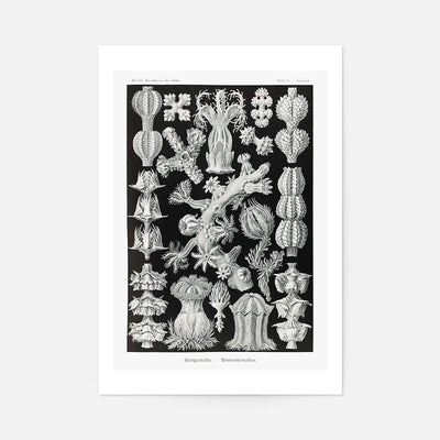 Corals Black and White Antique Print