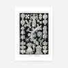 Corals Black and White Antique Print
