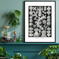 Corals Black and White Antique Print