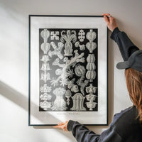 Corals Black and White Antique Print