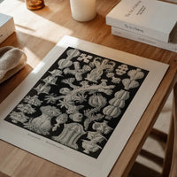Corals Black and White Antique Print