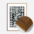 Oak Wood Frame