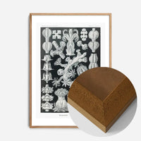 Corals Black and White Antique Print