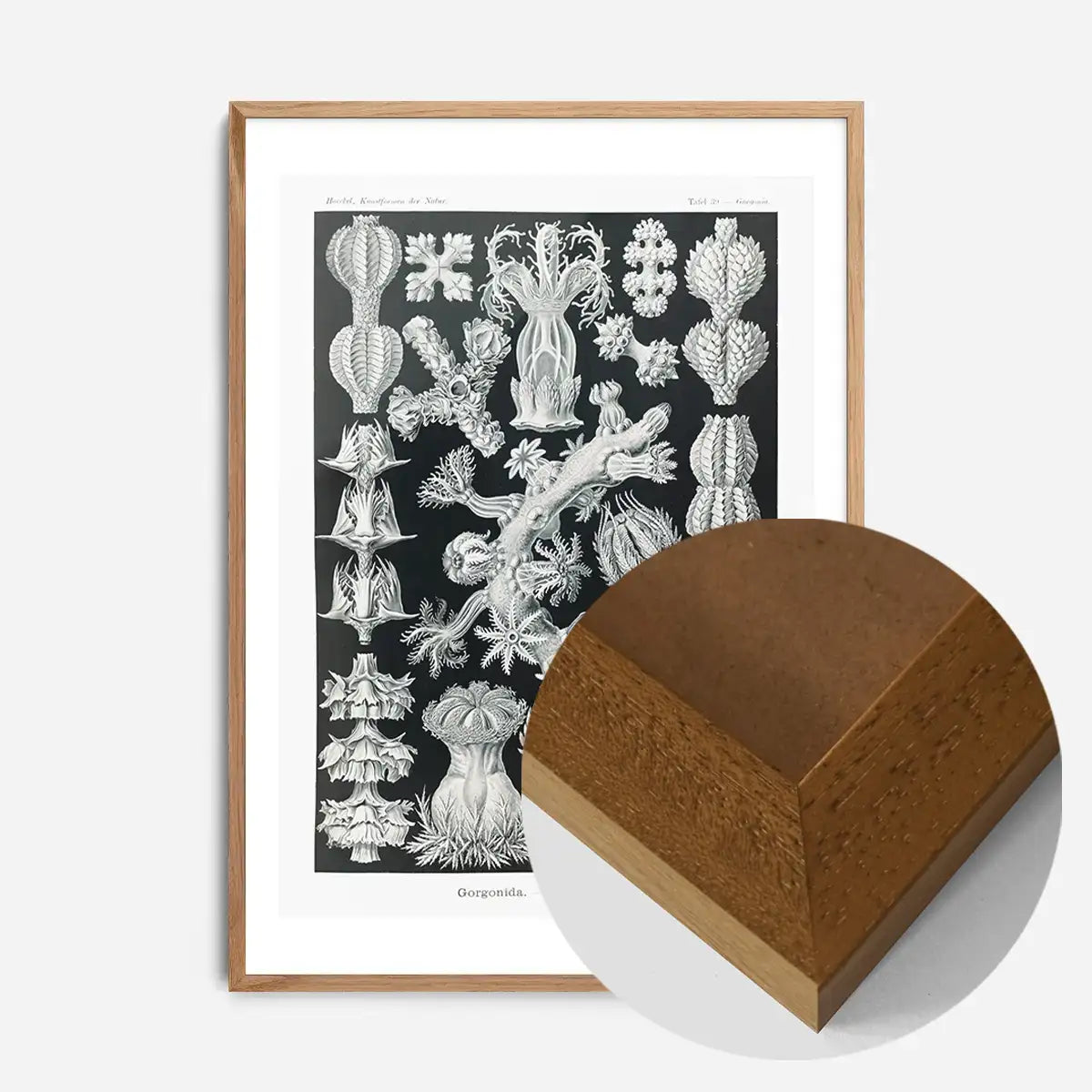 Corals Black and White Antique Print