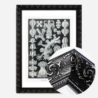 Corals Black and White Antique Print