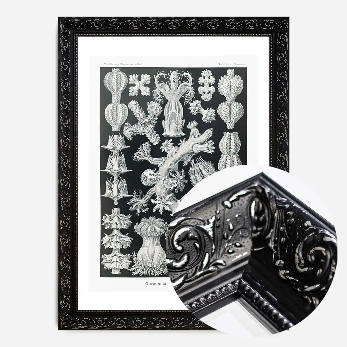 Corals Black and White Antique Print