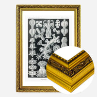 Corals Black and White Antique Print
