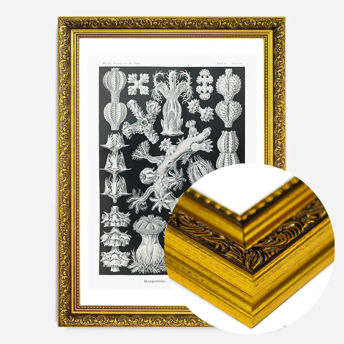 Corals Black and White Antique Print