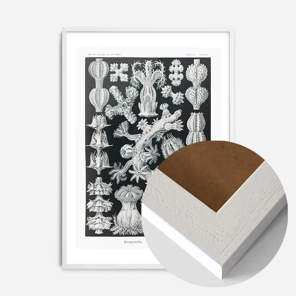 Corals Black and White Antique Print