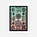 Print Only