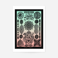 Marine Life Pink and Green Vintage Antique Print