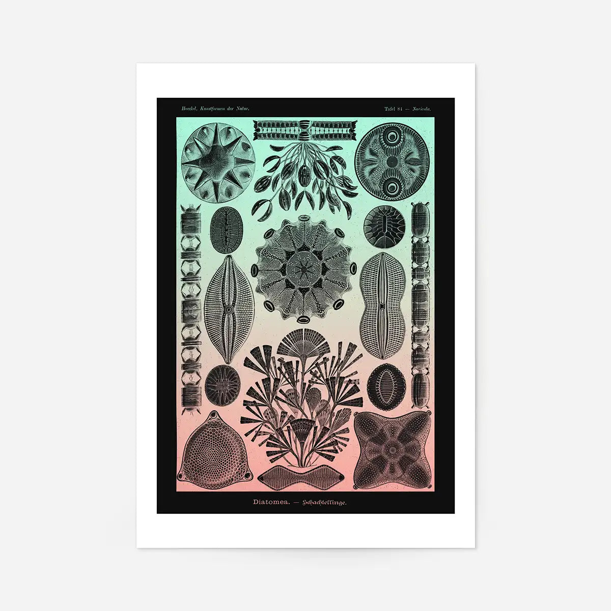 Marine Life Pink and Green Vintage Antique Print
