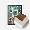 White Wood Frame