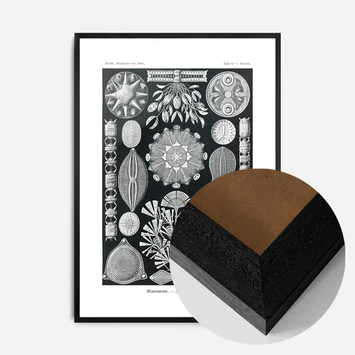 Marine Life Black and White Vintage Antique Print