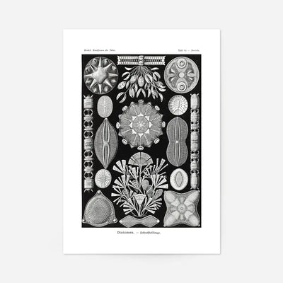 Marine Life Black and White Vintage Antique Print