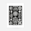 Marine Life Black and White Vintage Antique Print
