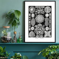 Marine Life Black and White Vintage Antique Print