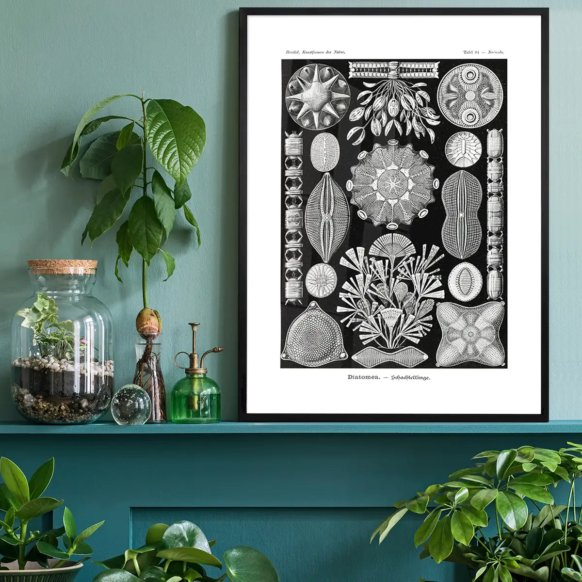 Marine Life Black and White Vintage Antique Print