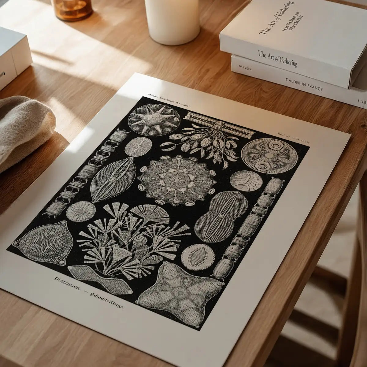 Marine Life Black and White Vintage Antique Print