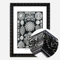 Black Ornate Frame